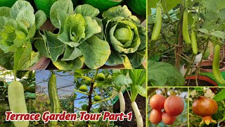 Terrace Garden Tour|கொளுத்தும் வெயிலிலும் அமோக விளைச்சல் தரும் மாடிதோட்டம்@MaadithottamSachu