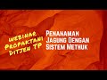 Penanaman Jagung Dengan Sistem Methuk #propaktani