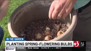 In the Garden: Planting spring-flowering bulbs