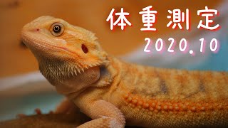 【成長記録】フトアゴヒゲトカゲの体重測定✨ ~2020年10月 (生後約5ヶ月)~