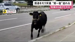 間一髪！「まさか国道を走ってくるなんて」目が合うと…牛1頭が\