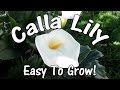 The Amazingly Beautiful, Easy To Grow Calla Lily