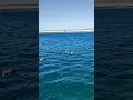 🇪🇬Pickalbatros The Palace Reef Port Ghalib Marsa Alam🐫#short #shorts #shortsvideo #shortvideo