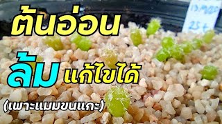 ต้นอ่อนกระบองเพชรล้ม แก้ไขง่ายๆแบบนี้เลย [วิธีดูแลต้นอ่อนแมมขนแกะ]