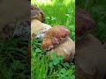 super funghi porcini porcini funghi funghiporcini cèpes italy mushrooms hunting hribi