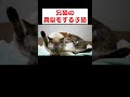 子猫の成長を見守る会（悶絶注意）　 猫 愛猫 猫のいる暮らし 兄弟猫 cat