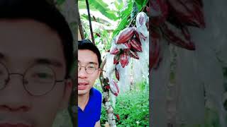 CACAO PRINCE - FRUITING TIPS PAANO PARAMIHIN ANG BUNGA NG CACAO? Watch