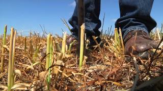 Justin Zaradka | 2015 Star in Agriscience Winner