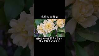 30秒植物紹介【木香薔薇(モッコウバラ)】