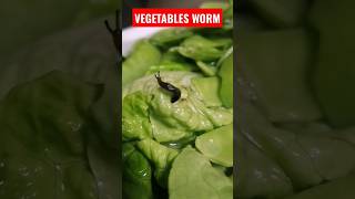 VEGETABLES WORM  CAREFUL!