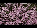 千葉県【野田市の桜】 　櫻木神社のミヤビ桜 （Ｈ28.3.28）