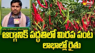 Organic Chilli Farming : ఆర్గానిక్ పద్ధతిలో మిరప పంట | Guntur Farmer | SakshiTV Sagubadi