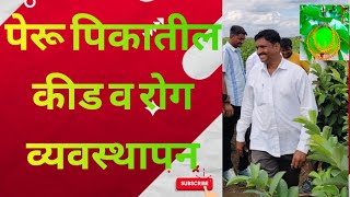 पेरू पिकातील कीड व रोग नियंत्रण कसे करावे? | तैवान पिंक पेरू शेतीची माहिती? | Guava Farming पेरूशेती