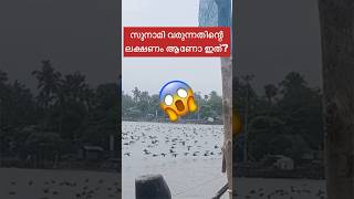 സുനാമി വരും മുമ്പ് പക്ഷികൾ കൂട്ടമായി പറക്കാറുണ്ട് എന്ന് കേട്ടിട്ടുണ്ട് അതാണോ ഇത് #shorts #shortsfeed