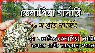 মনোসেক্স তেলাপিয়া নার্সিং। ৬ সপ্তাহ নার্সিং এর A to Z। কতটুকু পোনা ও খাদ্য দিবেন!! #monosex_tilapia