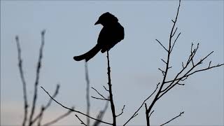 大卷尾 Black drongo