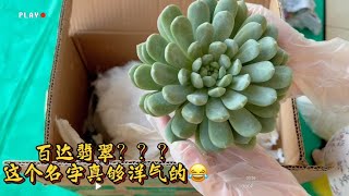 李滚滚：百达翡翠？第一次听说这个品种，谁给取的名字？还全网都搜不到｜室内养多肉