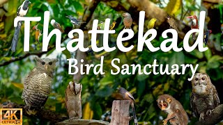 പക്ഷികളുടെ സ്വർഗം | The heaven of birds | Thattekad Bird Sanctuary | Bird Sanctuaries in Kerala.