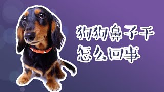 狗狗鼻子干的原因及治療