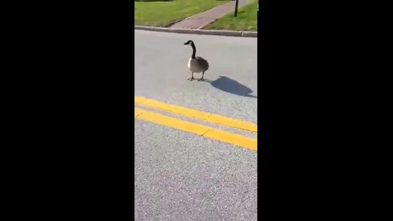 Violent Goose Attack Youtube