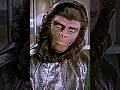 Cornelius and Zira Edit | Escape From The Planet Of The Apes | My Love Mine All Mine