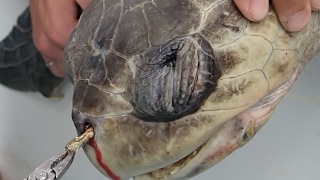 Sea Turtle with Straw up its Nostril - "NO" TO SINGLE-USE PLASTIC