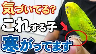 【保存版】セキセイインコが本当は寒くてつらい時に見せる仕草と対策