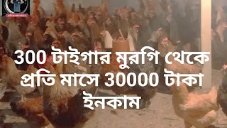 300 টাইগার মুরগি পালন করুন থেকে প্রতি মাসে 30000 টাকা ইনকাম.টাইগার মুরগি পালন করুন বেকারত্ব দূর করুন