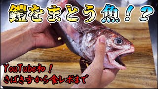 【珍魚】マイナーだけど、都心では高値で取引される極上の魚を捌いて、食べてみた！【ヨロイイタチウオのさばき方】How to dress Hoplobrotula armata