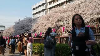 東京お花見散歩　満開　目黒川の桜　2018.3.28  Sakura