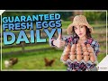 16 Best Egg-Laying Chicken Breeds for Beginners