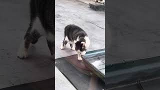 朝の挨拶#ねこ動画 #ねこ #cat #ネコ