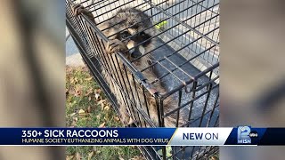 350 raccoons with canine distemper found in Milwaukee County this year