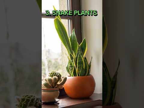 Which plants give off the most oxygen?