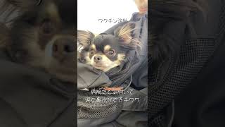 病院だと気付いて涙と震えが止まらないチワワ#puppydog #チワワ #shorts #子犬