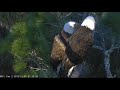 AEF NEFL Eagle Cam 12-8-19: Sweet Togetherness Moments