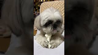 （歯磨きガム）効果はある？噛み続けるシーズー犬バル君～Shihtzu eat Dental treats～ #Shorts