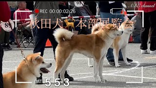 秋田犬🐕本部展覧会 2023