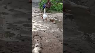 срочно Гози фуруши, чучахои фуруши Риябушка,мургоби 🦆🐤🐥👍🔔 жду