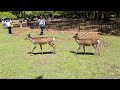 奈良公園の鹿、ホルンの音で集まる瞬間