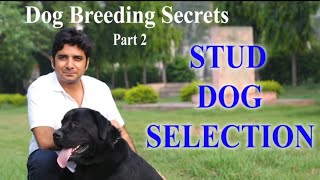 Stud dog selection for breeding improvement | labrador show quality dog | how to select stud dog