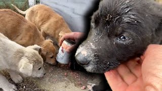 We visited the puppies we had rescued in the snow.