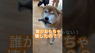 おもちゃ壊して笑顔すぎる柴犬がかわいい😂　#柴犬　#犬　#かわいい犬 #犬のいる暮らし #癒し