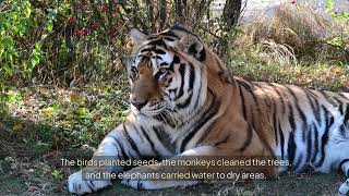 Raja the Tiger: A story of the Jungle's Mighty King