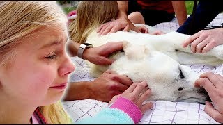 Saying Goodbye To our BEST FRIEND Polar! Emotional Dog Funeral.