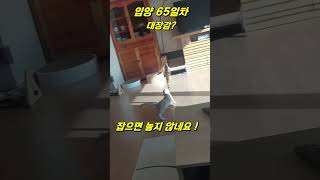 대장감? 육묘일기 30화 #아깽이 #고양이 #영종도아깽이 #사지말고입양하세요 #고양이는사랑입니다 #아기고양이 #아기고양이성장기 #사냥놀이