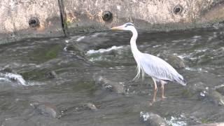 アオサギさんの食事風景