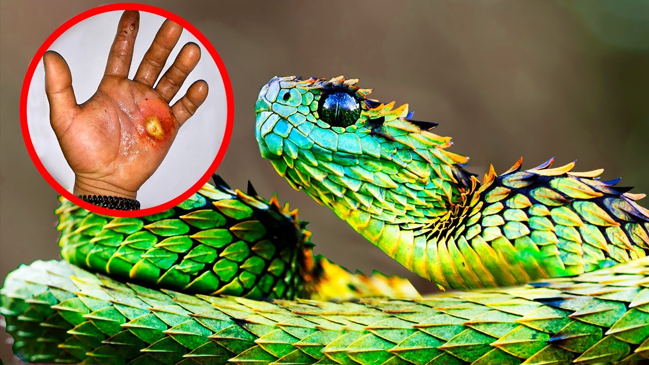 RAREST Snake Species Around The World! - YouTube