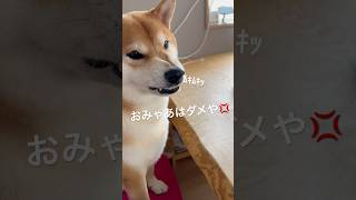 飼い主にだけなぜか厳しい柴犬　#柴犬 #しばいぬ #犬のいる暮らし #ムッチョ柴犬 #マックス #shiba #shorts #dog #癒し #かわいい #おもしろ #ムキムキ #犬 #飼い主