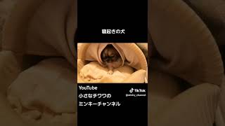 寝起きレベル10のチワワ笑 #チワワ #shorts #犬